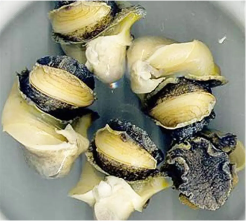 Рапана, м'ясо рапани вареноморожене