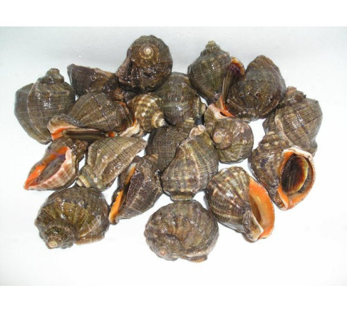 Рапана, м'ясо рапани вареноморожене