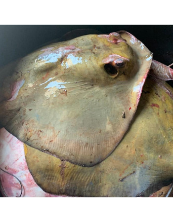 Скат чорноморський хвостокол, с/м, 7 - 15 кг/тушка