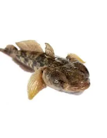 Бичок чорноморський добірний, бички ("батіг", +-15 шт/кг)