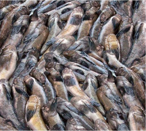 Бычок черноморский отборный, бычки ("кнут", +-15шт шт/кг)