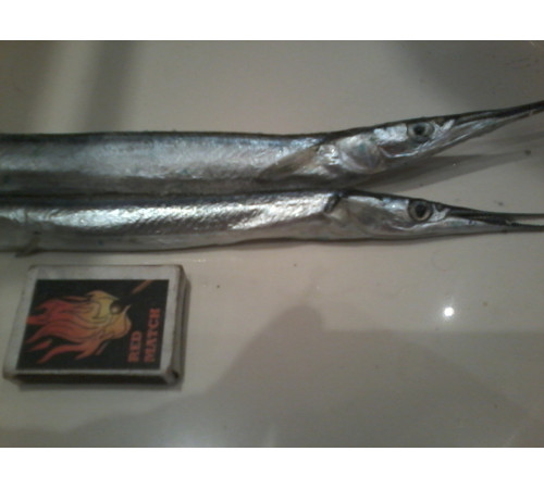 Сарган черноморский средний, 30-35см