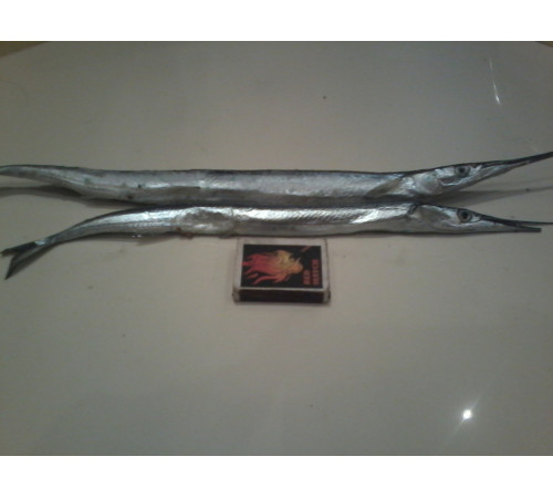 Сарган черноморский средний, 30-35см