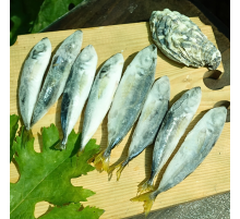 Ставридка черноморская +-12см, ставрида с/м