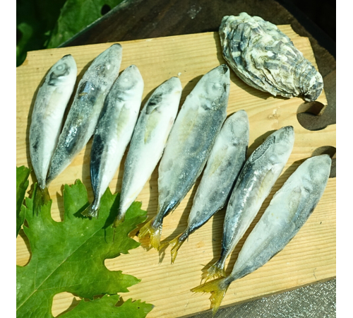 Ставридка черноморская +-12см, ставрида с/м