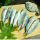 Ставридка черноморская +-12см, ставрида с/м