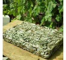 Ферина черноморская оптом (атерина черноморская), с/м, размер 6-8см