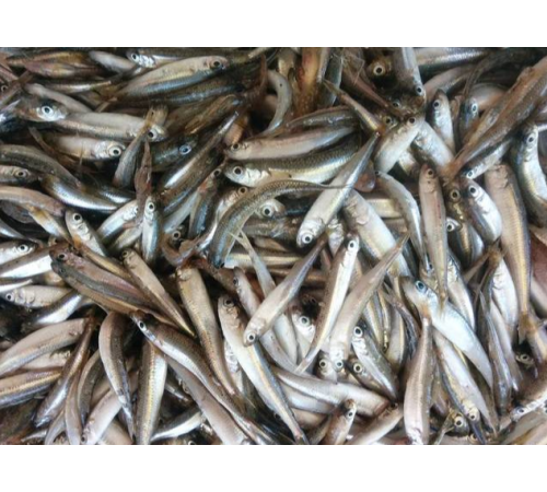 Ферина чорноморська оптом (атерина чорноморська), с/м, розмір 6-8см