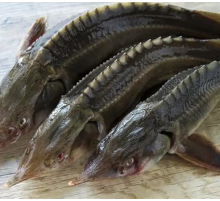 Осетер, свіжоморожений, аквакультура, навішування 5 - 7 кг (ціна за 1кг)