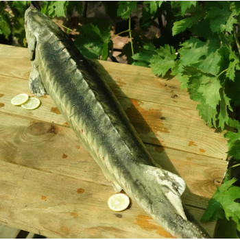 Осетер, свіжоморожений, аквакультура, навішування 5 - 7 кг (ціна за 1кг)