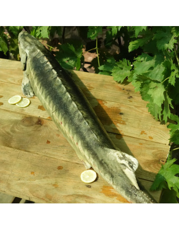 Осетр свежемороженый, аквакультура, навеска 5 - 7 кг (цена за 1кг)