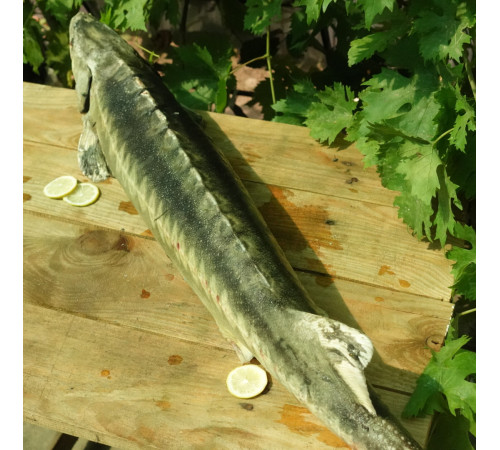 Осетр свежемороженый, аквакультура, навеска 5 - 7 кг (цена за 1кг)