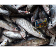 Кефаль чорноморська дрібна, +- 10 - 12 шт. на 1 кг