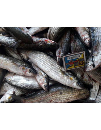 Кефаль чорноморська дрібна, +- 10 - 12 шт. на 1 кг