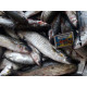 Кефаль черноморская мелкая, +- 10 - 12 шт на 1кг