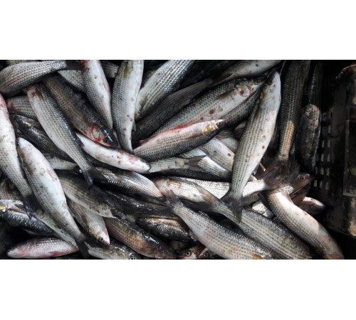 Кефаль черноморская мелкая, +- 10 - 12 шт на 1кг