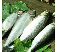 Дунайка свежемороженная, +-4 шт на кг, дунайская селедка из Вилково