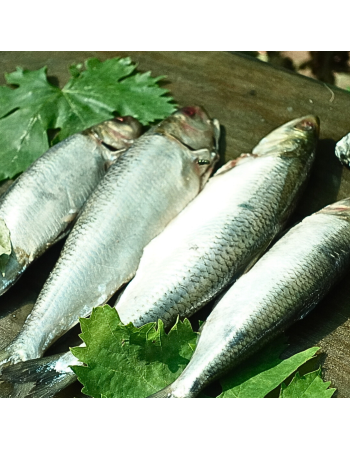 Дунайка свіжоморожена, +-4 шт на кг, дунайський оселедець з Вилкове