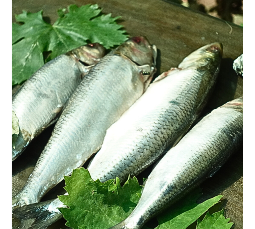 Дунайка свежемороженная, +-4 шт на кг, дунайская селедка из Вилково