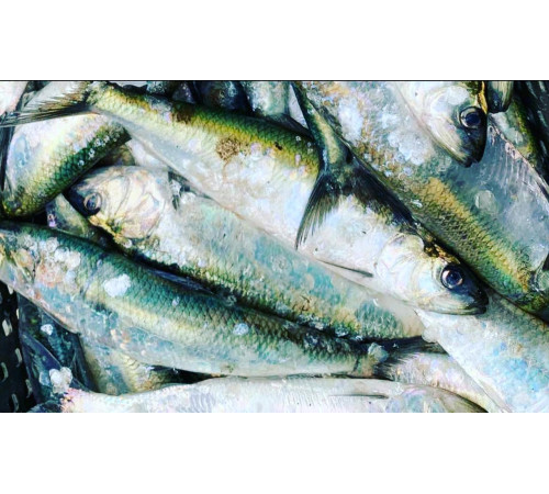 Дунайка свежемороженная, +-4 шт на кг, дунайская селедка из Вилково