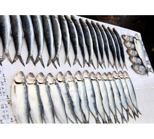 Дунайка свежемороженная, +-4 шт на кг, дунайская селедка из Вилково