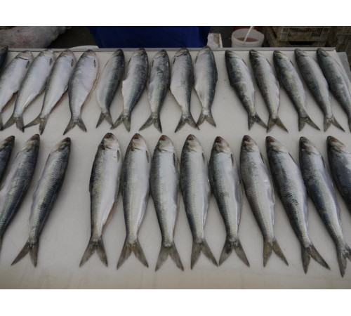 Дунайка свежемороженная, +-4 шт на кг, дунайская селедка из Вилково