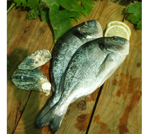 Дорадо 400/600, с/м, непатрана з/г