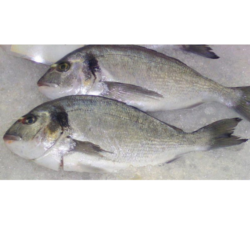 Дорадо 400/600, с/м, непатрана з/г