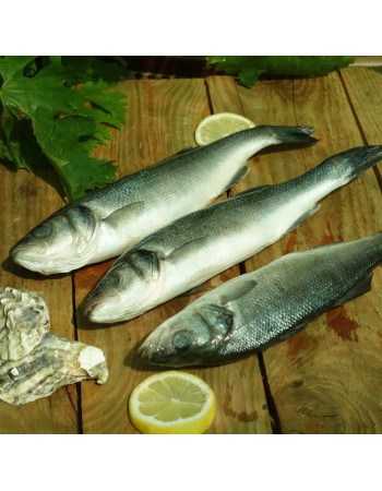 Сібас (лаврак) 300/400 с/м непатраний с/г