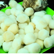 Гребешки (крупные) очищенные, отборные 20/30
