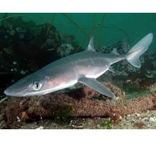 Катран - черноморская акула, потрошеная, навеска 0,5-1,5 кг