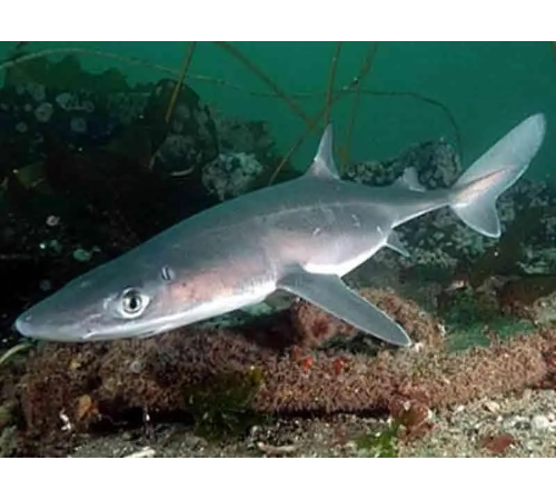 Катран - черноморская акула, потрошеная, навеска 0,5-1,5 кг