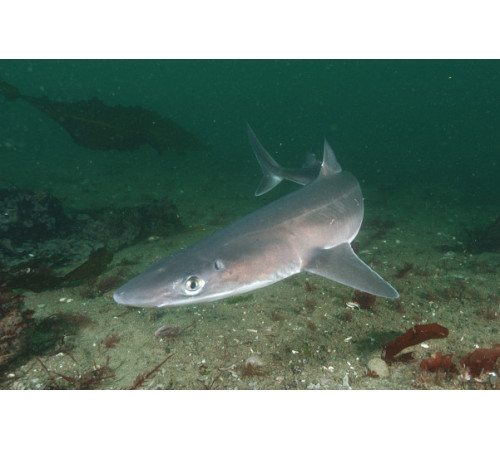 Катран - черноморская акула, потрошеная, навеска 0,5-1,5 кг