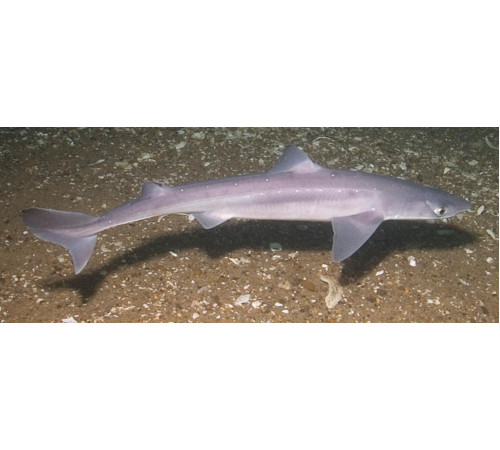 Катран - черноморская акула, потрошеная, навеска 0,5-1,5 кг