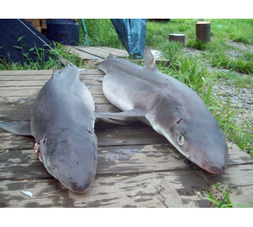 Катран - черноморская акула, потрошеная, навеска 0,5-1,5 кг