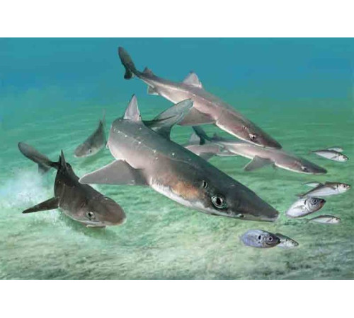 Катран - черноморская акула, потрошеная, навеска 0,5-1,5 кг