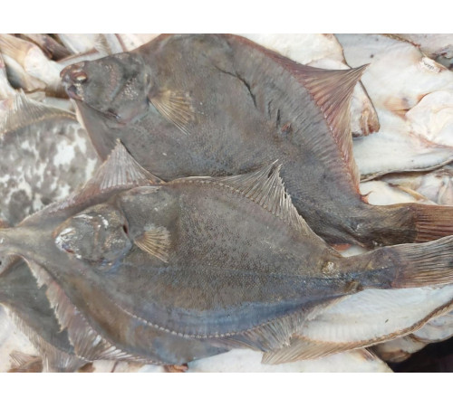 Камбала глоса свіжоморожена  25+, 150-200гр/шт, 5-6шт/кг