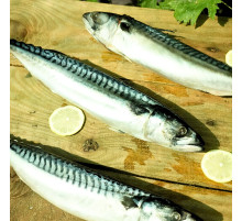 Скумбрия крупная с/м 400/600