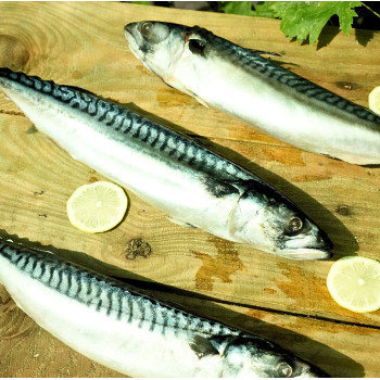 Скумбрия крупная с/м 400/600