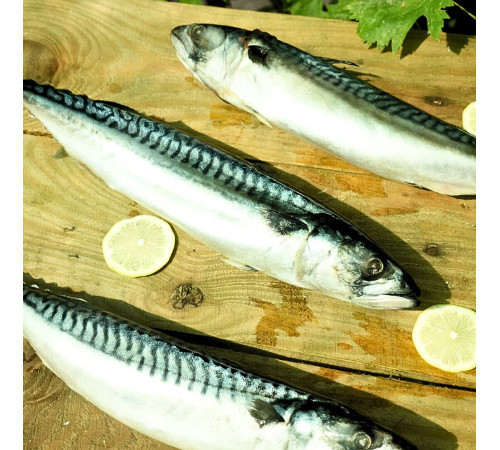 Скумбрія велика з/м 400/600
