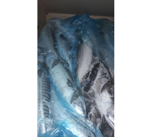 Скумбрія велика з/м 400/600