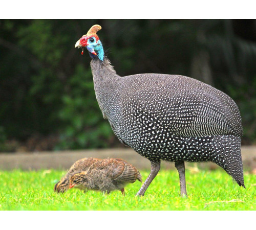 М'ясо цесарки свіжоморожене, (вакуумна упаковка) вага +-1.5 кг, Vip якість