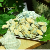 Мясо мидий 200/300 Чили, супер качество