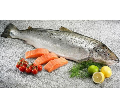 Семга тушка, лосось с/м 4-5-6кг (цена за 1кг), шоковая заморозка, Элитная