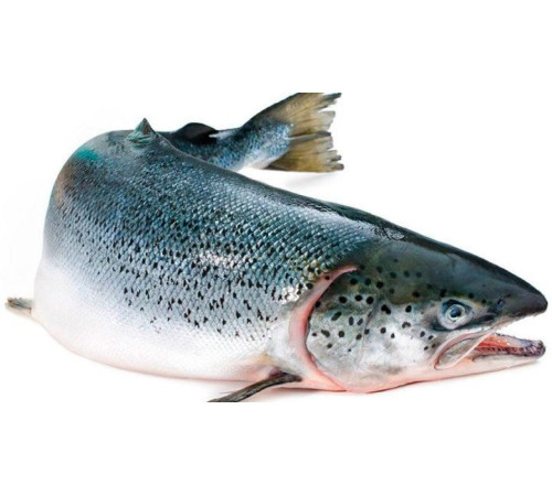 Семга тушка, лосось с/м 4-5-6кг (цена за 1кг), шоковая заморозка, Элитная