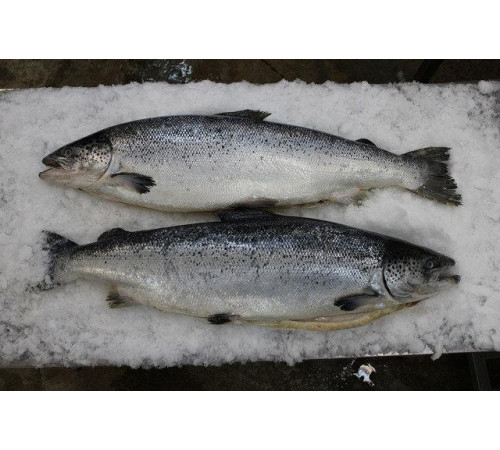 Семга тушка, лосось с/м 4-5-6кг (цена за 1кг), шоковая заморозка, Элитная