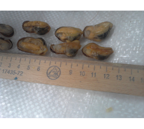 М'ясо мідій чорноморських