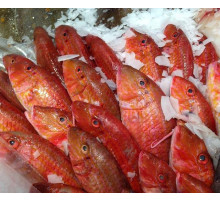 Барабулька с/м крупная Голландия, размер 15-20см, (8-12шт\кг)