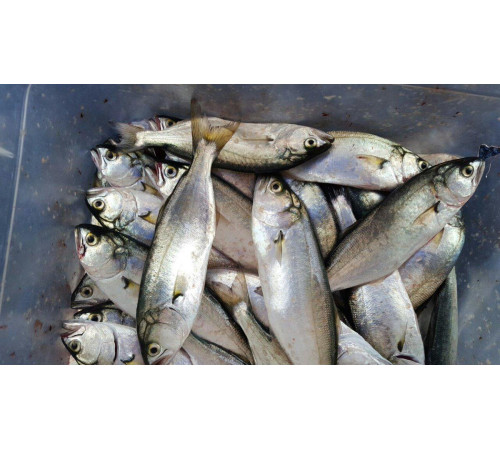 Луфарь чорноморський великий, с/м, +-10 шт/кг