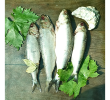 Дунайський оселедець малосольний, дунайка з Вилкове, ціла +-4 шт на 1кг (непатраний)